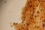 Gymnopilus viridans image
