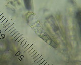 Hygrocybe astatogala image