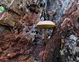 Boletellus pseudochrysenteroides image