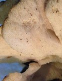 Grifola frondosa image