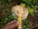 Lactarius volemus image