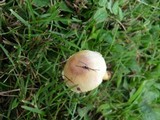 Agaricus lutosus image