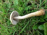 Agaricus lutosus image