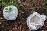 Hydnellum caeruleum image