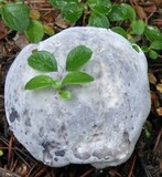 Hydnellum caeruleum image