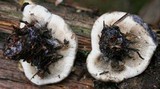 Hydnellum caeruleum image