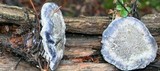 Hydnellum caeruleum image