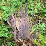 Alloclavaria purpurea image