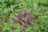 Alloclavaria purpurea image