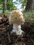 Amanita canescens image