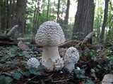 Amanita canescens image