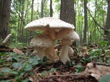 Amanita canescens image