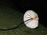 Marasmius pulcherripes image
