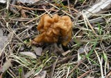 Gyromitra montana image