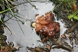 Gyromitra montana image