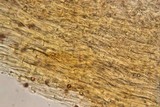 Gymnopilus viridans image