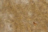Gymnopilus viridans image