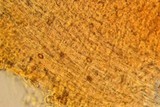 Gymnopilus viridans image