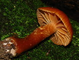 Cortinarius distans image