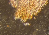 Gymnopilus viridans image