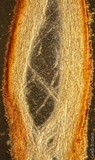 Gymnopilus viridans image