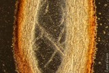 Gymnopilus viridans image
