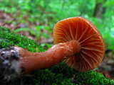 Cortinarius distans image