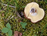 Suillus brevipes image