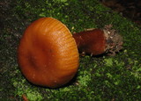 Cortinarius distans image