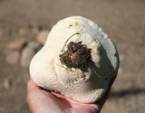 Calvatia cyathiformis image