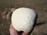 Calvatia cyathiformis image