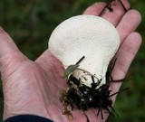 Calvatia cyathiformis image