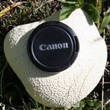 Calvatia cyathiformis image