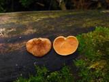 Crepidotus crocophyllus image