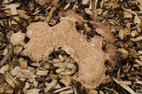 Fuligo septica image