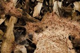 Fuligo septica image