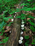 Crepidotus applanatus image