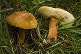 Gyroporus castaneus image