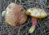 Amoenoboletus weberi image