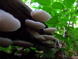 Crepidotus applanatus image