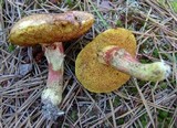 Amoenoboletus weberi image
