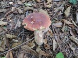 Boletus subcaerulescens image