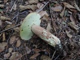 Boletus subcaerulescens image