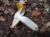 Boletus subcaerulescens image