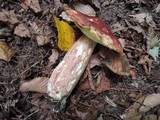 Boletus subcaerulescens image