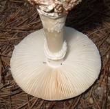 Amanita subcokeri image