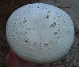 Amanita subcokeri image