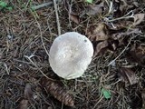 Tricholoma scalpturatum image