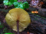 Xeromphalina tenuipes image