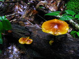 Xeromphalina tenuipes image